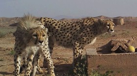 Fathollah Amiri: Iranian Cheetah is in the Whirlpool of Extinction