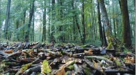 مرثیه‌ای برای جنگل تنها